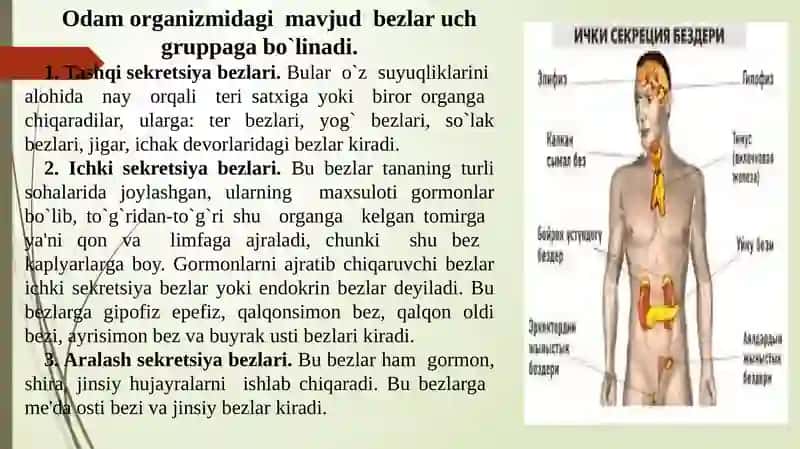 Ichki sekretsiya bezlarining yosh xususiyatlari,analizatorlar. 3