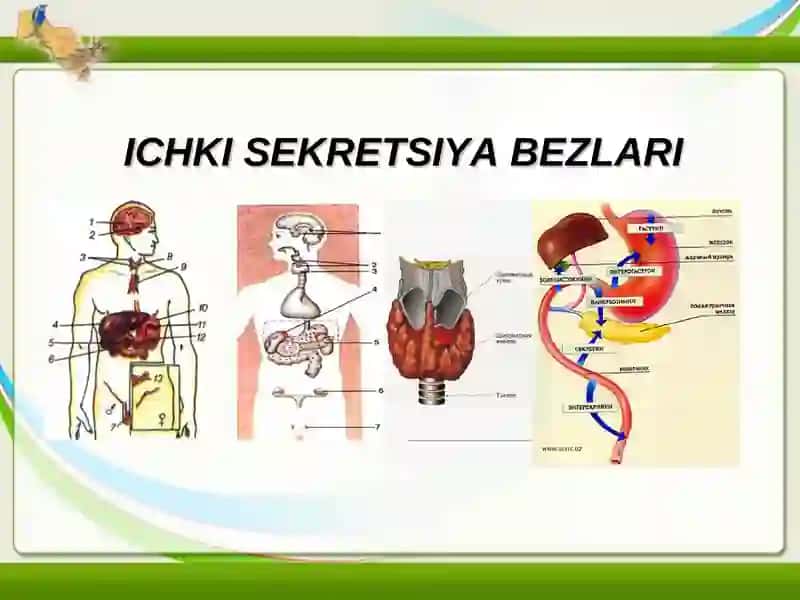 ORGANIZM VA ORGANLAR ISHINI GUMORAL BOSHQARILISHI 3