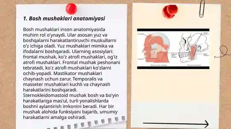 Bosh mushaklari anatomiyasi 3