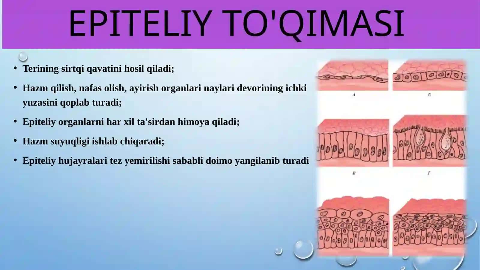 Epiteliy to'qimasi 3