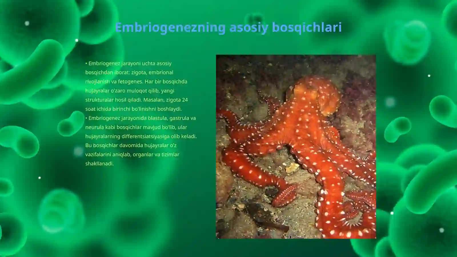Embriogenez 3