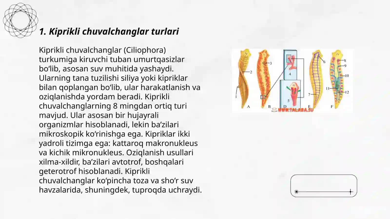 Yassi chuvalchanglar tipi. Kiprikli chuvalchanglar tasnifi 3