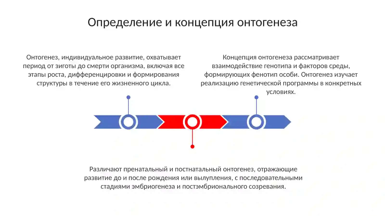 Онтогенез 3