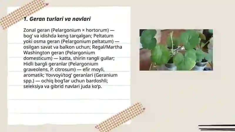 Geran 3