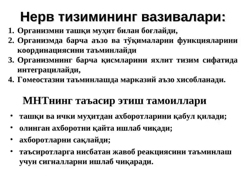Нерв тизимининг вазивалари 3