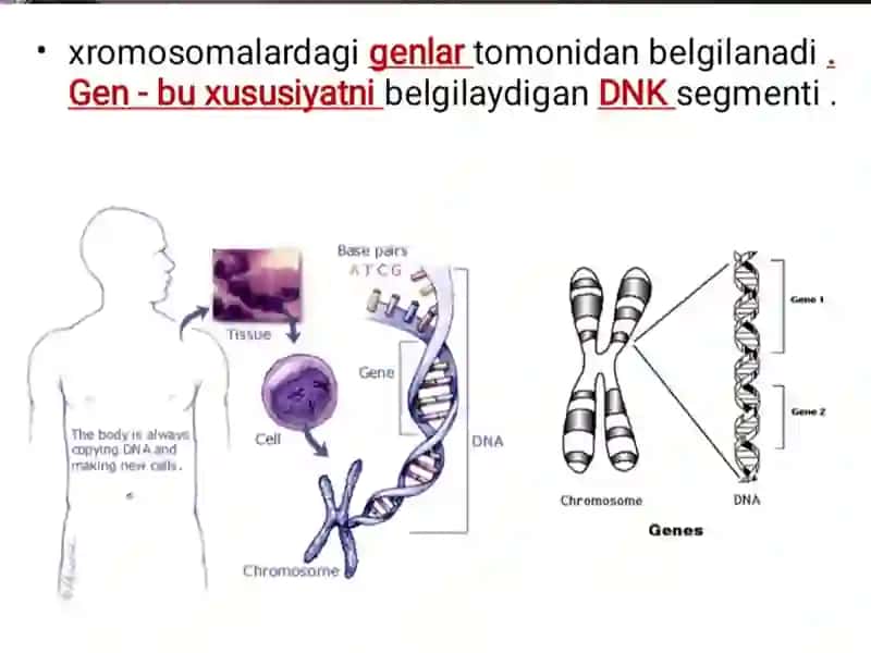 Odam genetikasi 3