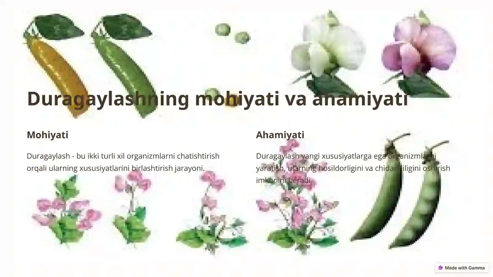 Duragaylashda Irsiyat Qonunlari 3