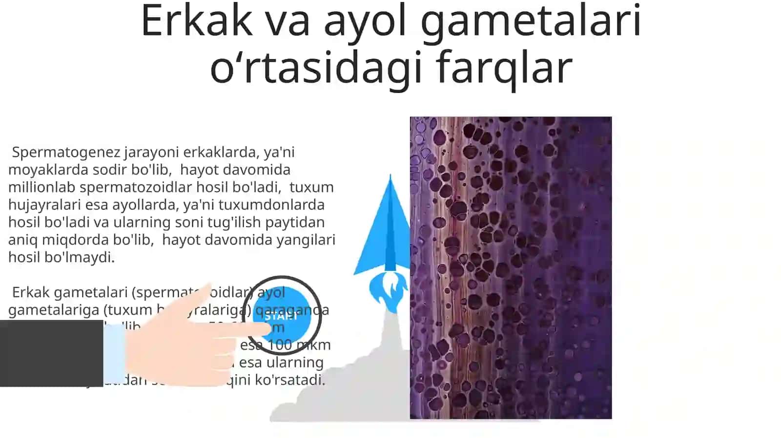 Jinsiy hujayralar (gametalar) 3