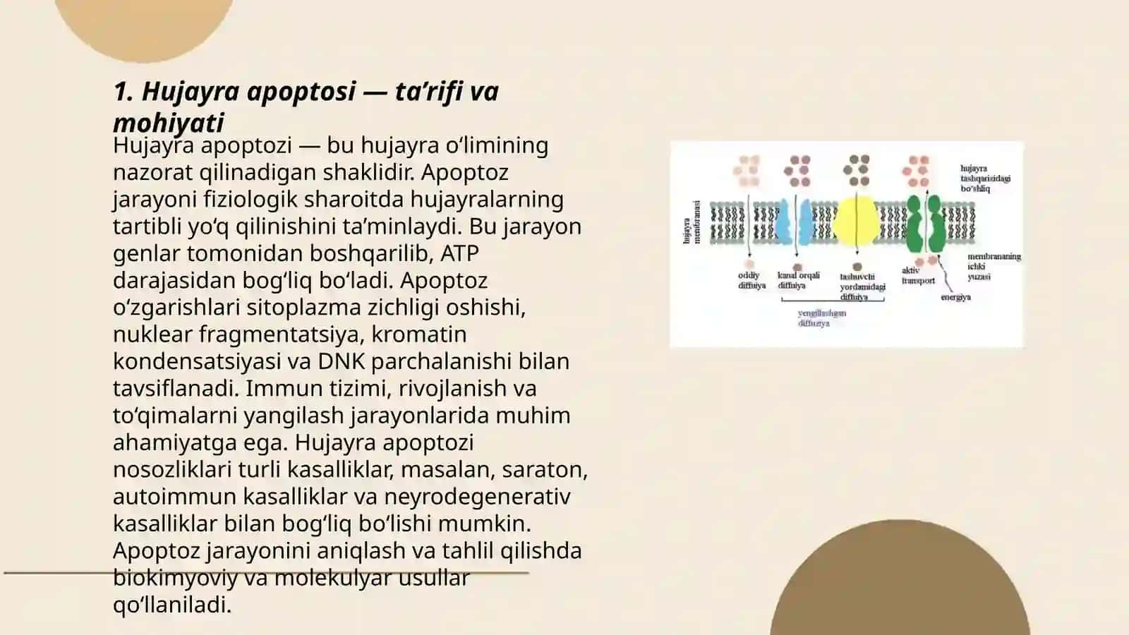 Hujayra apoptozi - ta'rifi va mohiyati 3