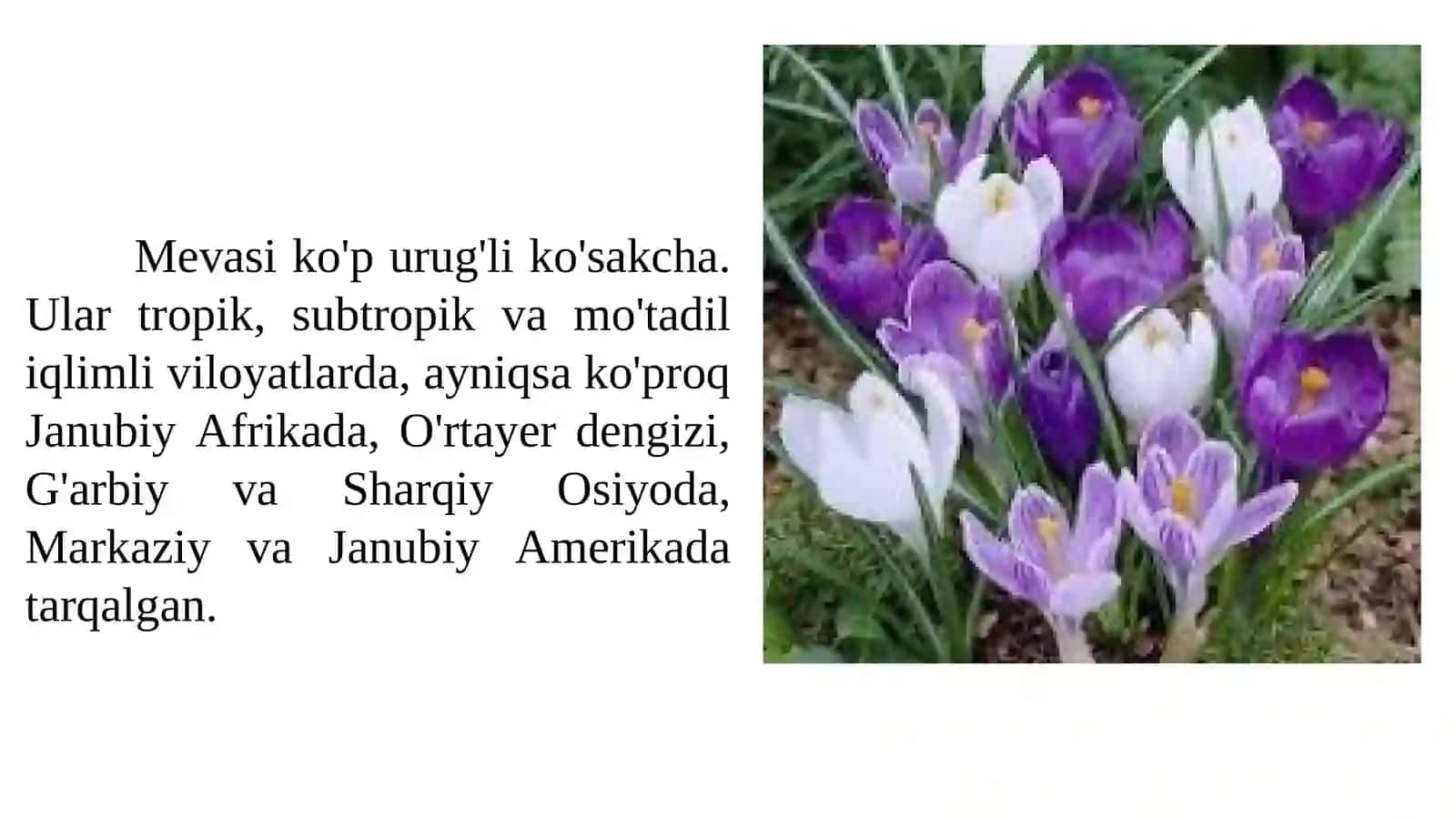 Sapsardoshlar oilasi 3
