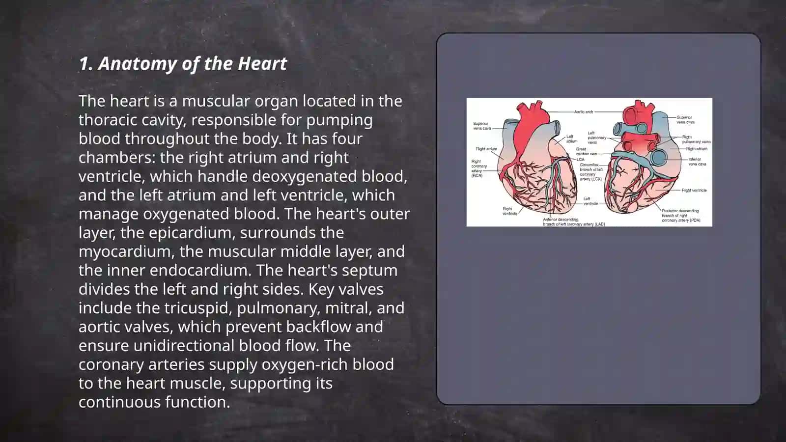 Heart and vascular system 3