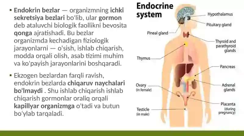 Endokrin bezlarining mikro tuzilishi 3