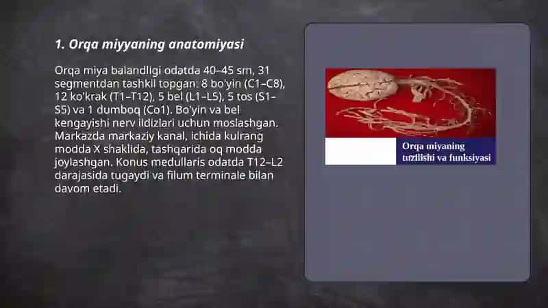 Orqa miyya 3