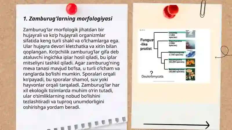 Zamburug'lar haqida ma'lumot to'plash 3