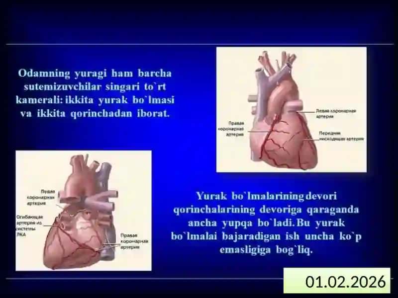 Qonvayurakqontomirtizimituzilishi 3