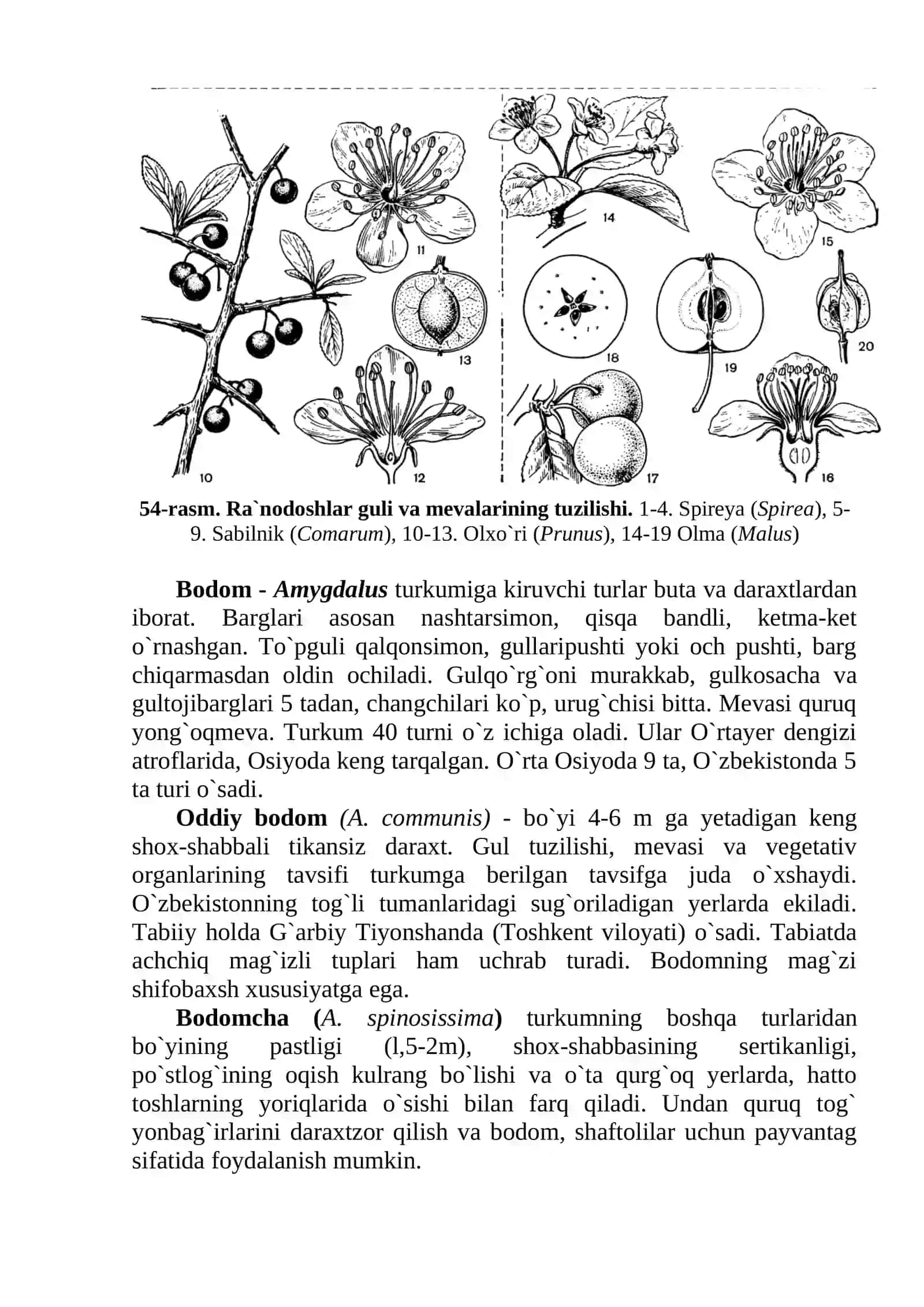 Ra`nokabilar kichik ajdodi - Rosidae 3