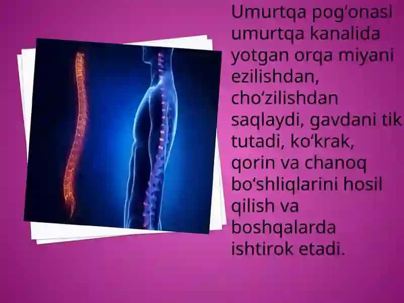 Umurtqa pog’onasi 3
