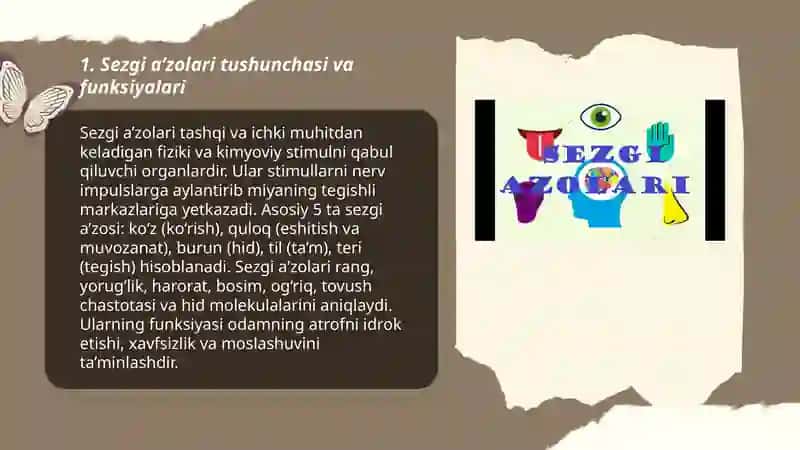 Inson sezgi a’zolari haqida umumiy tushuncha 3