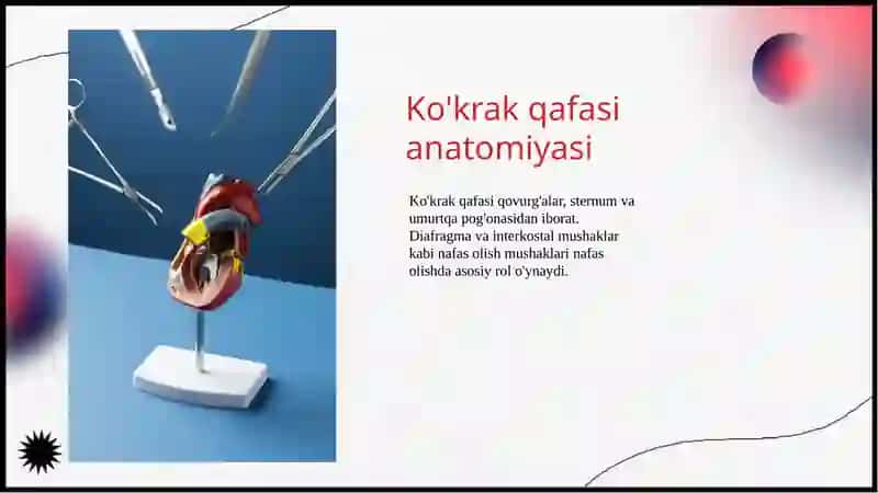 Nafasolish dako‘krak qafasining harakati 3