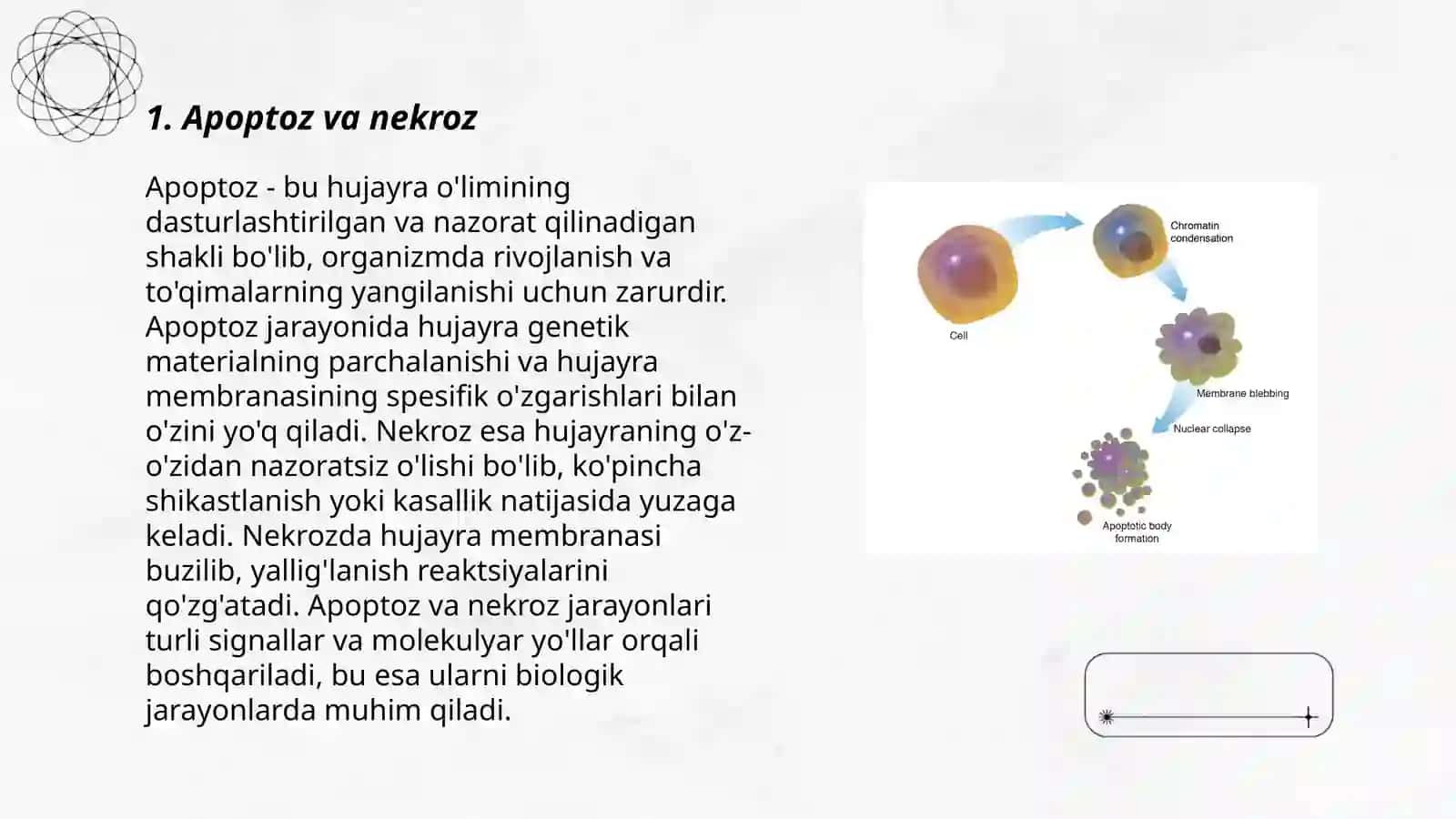 Apoptoz mexanizimi 3