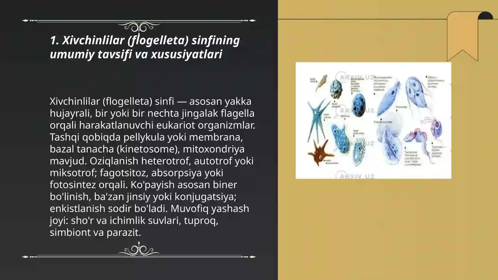 Xivchinlilar (flogelleta) sinfi 3