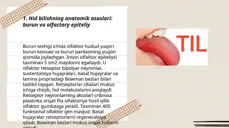 Sezgilarning ayrim turlari 3