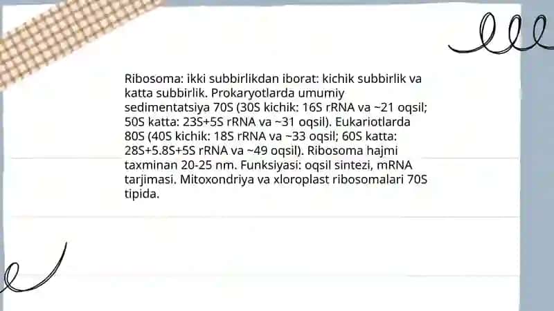 Ribasoma sitosikalet yadro 3