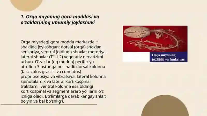 Orqa miya o'zaklarining joylashuvi va ularning ahamiyati 3