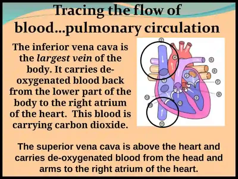 The Cardiovascular System 3