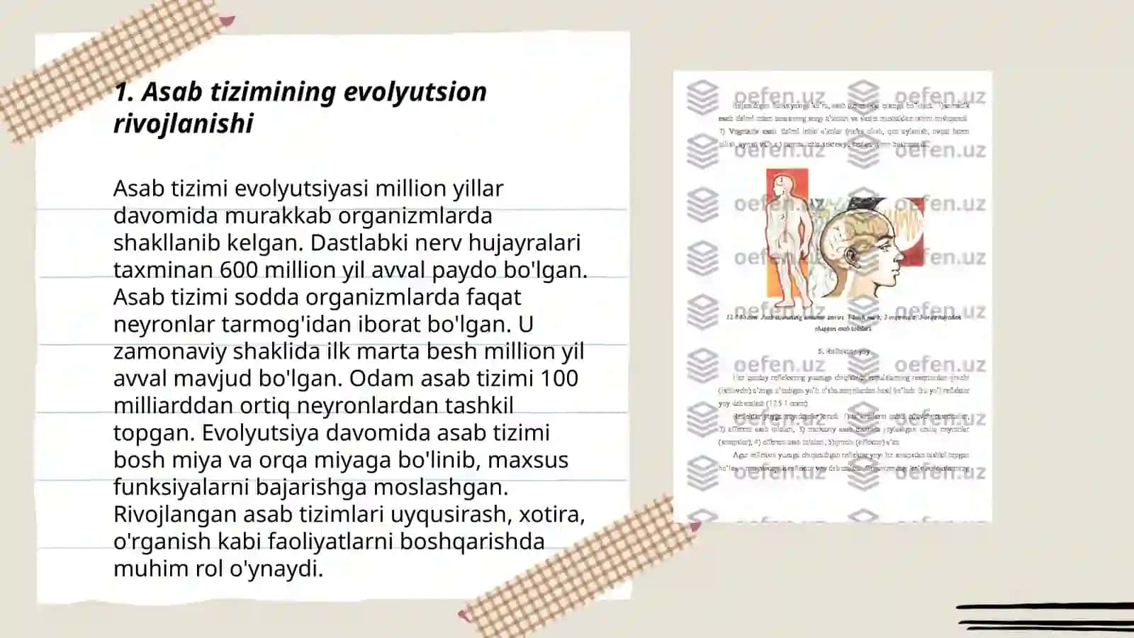 Asab tizimining oʻziga xosligi 3