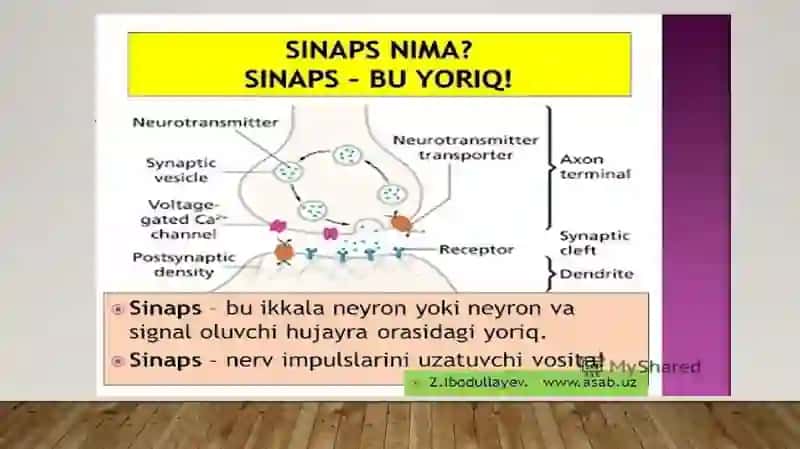Nerv sistema aktivligi 3