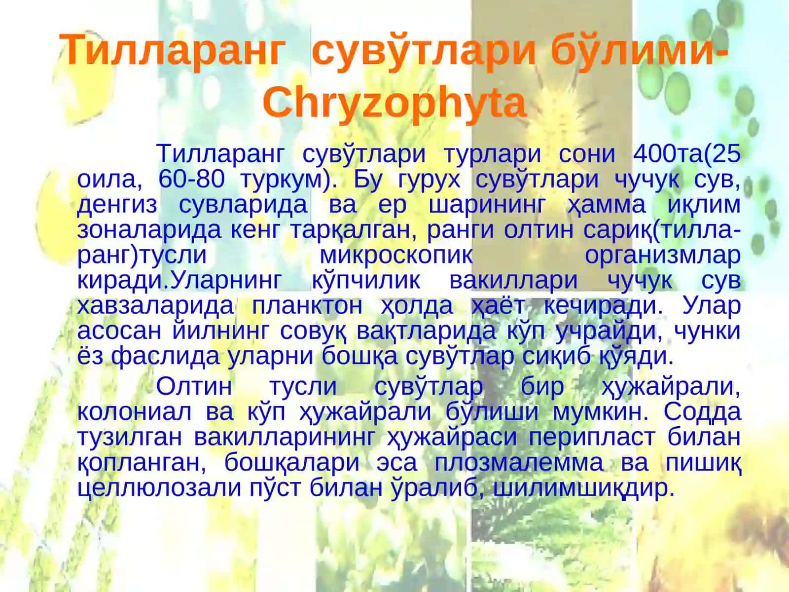 Тилларанг сувўтлари бўлими-Chryzophyta 3