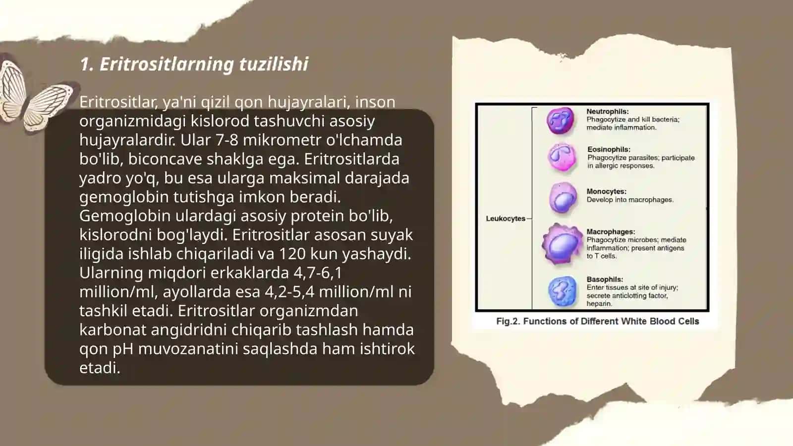 Eritrositlar,Turlari funksiyalari 3