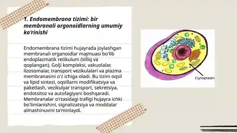 Endomembrana tizimi 3