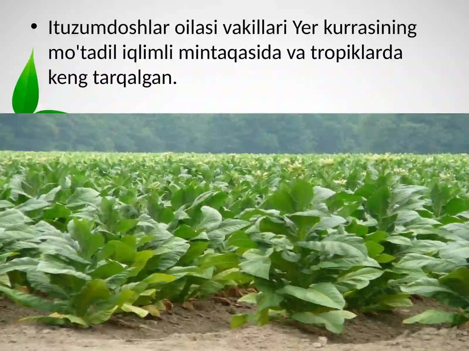 6-sinf Botanika dars ishlanma. Ituzumdoshlar oilasi 3