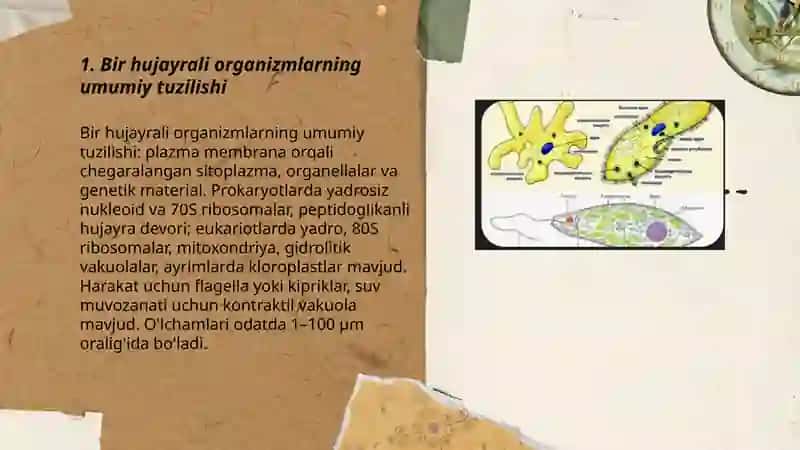 Bir hujayrali organizmlar 3