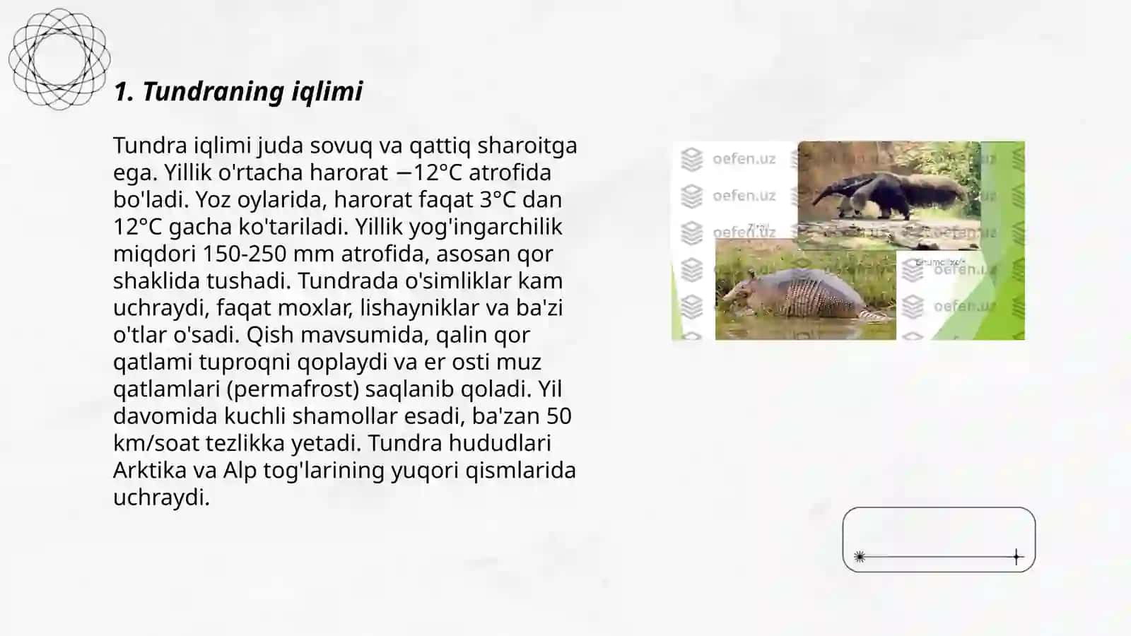 Tundira zonasi 3