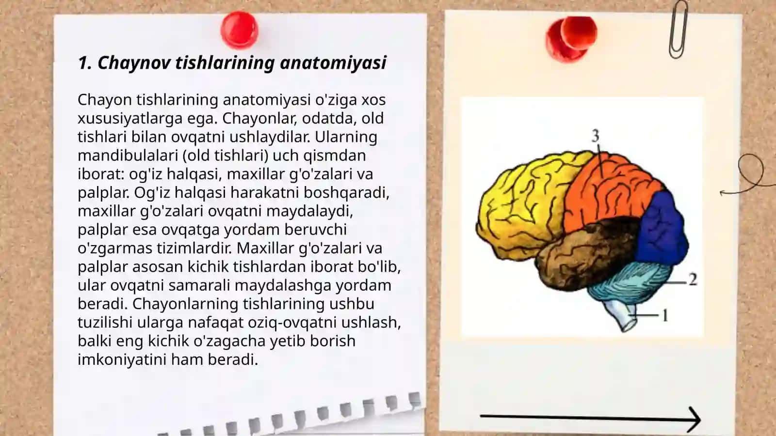 Chaynov tishlarining tuzilishi 3