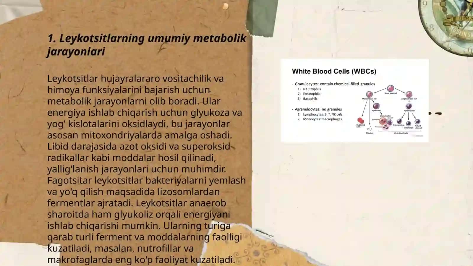 Leykotsitlar metabolizmi xususiyatlari 3