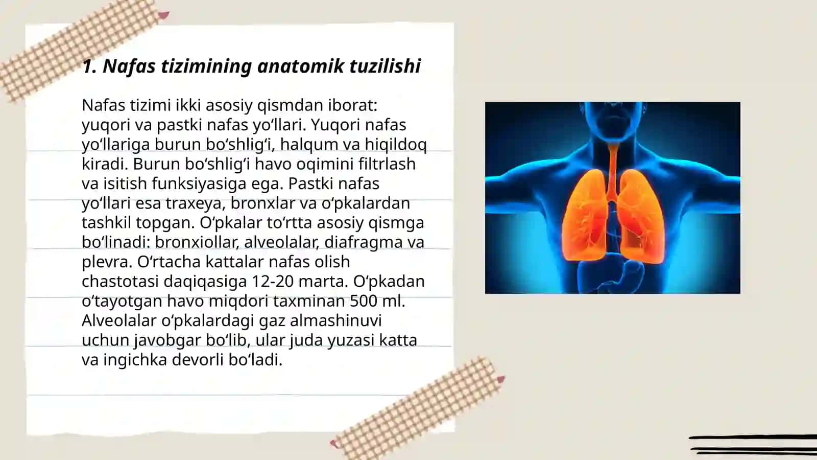 Nafas tizimi anatomiyasi va fiziologiyasi 3