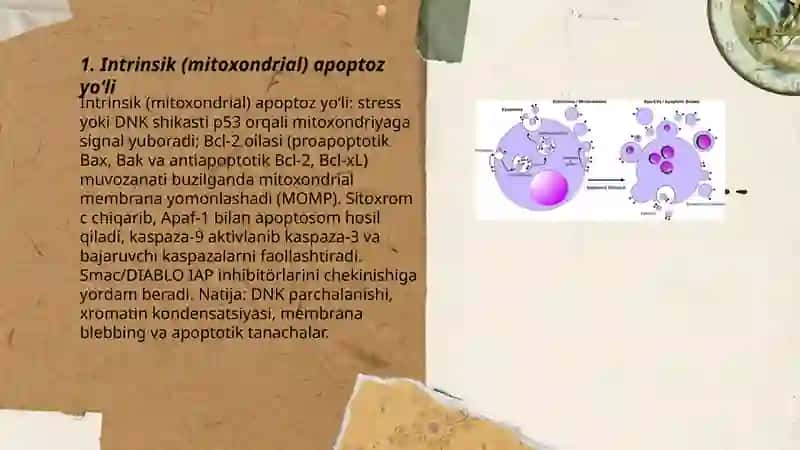 Apoptoz mexanizmlari 3