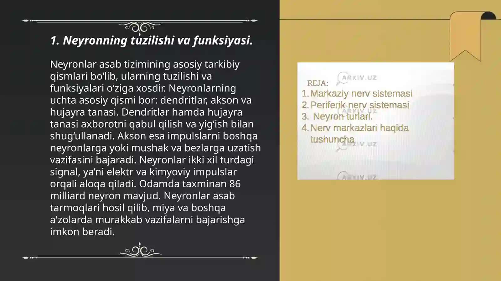Neyron tuzilishi 3