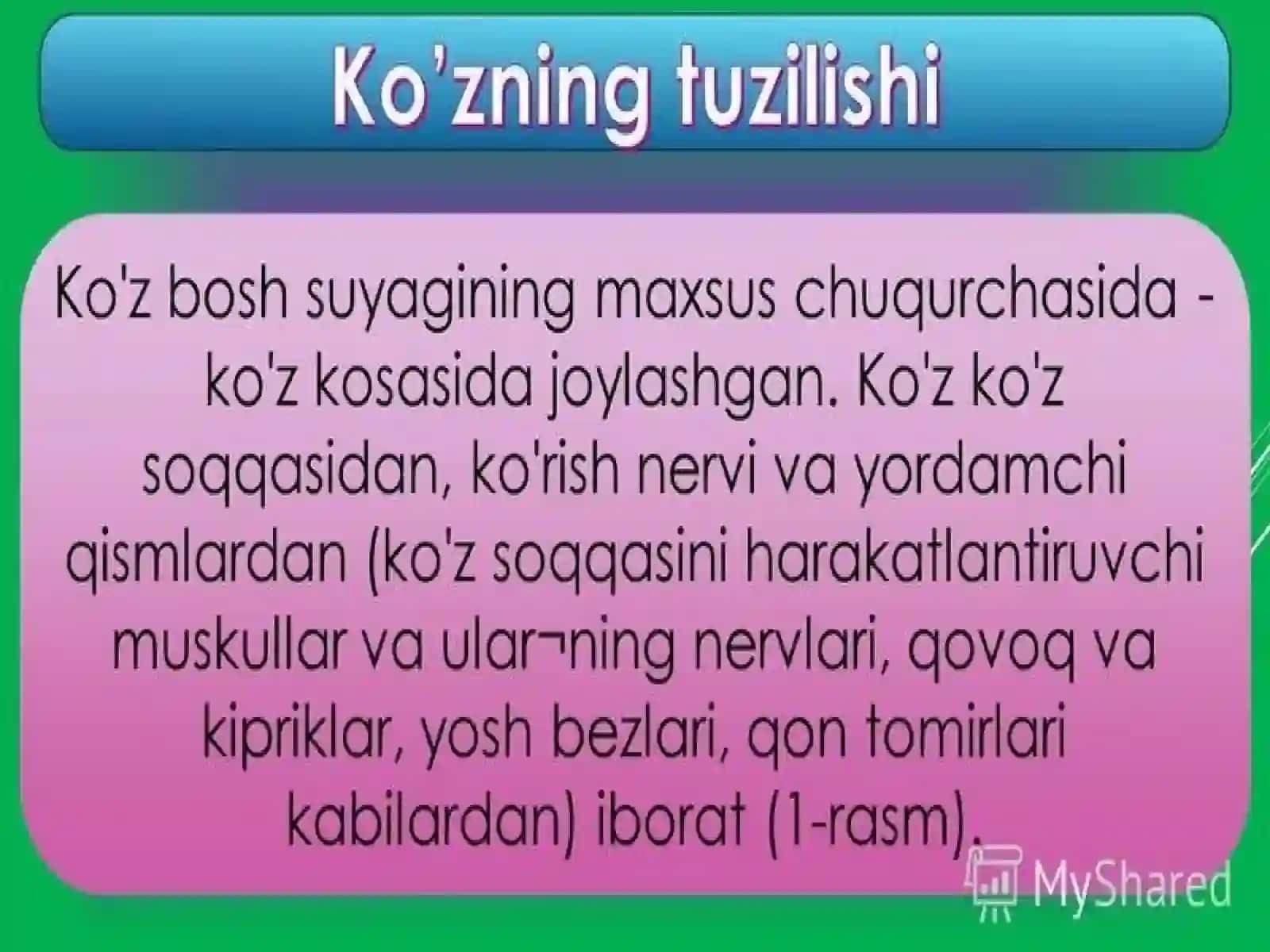 ANALIZATORLAR – KO’ZNING TUZILISHI 3