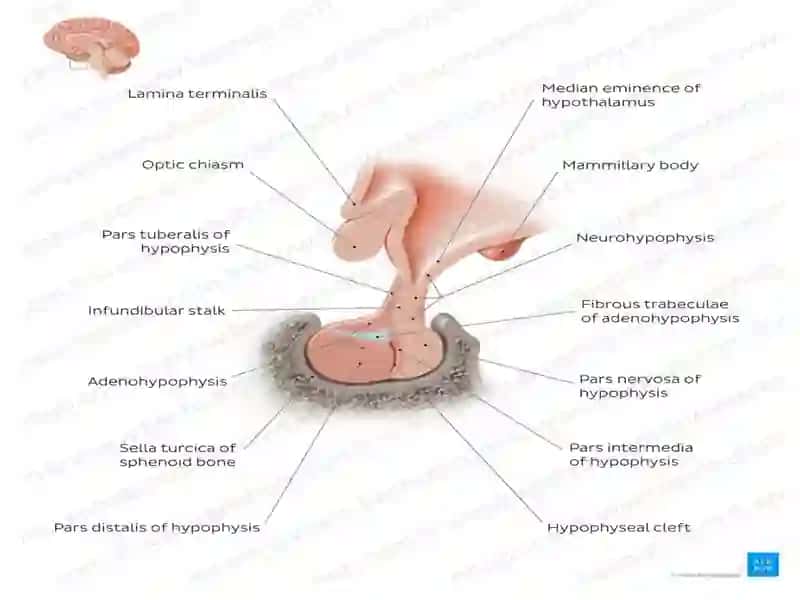 Hypothalamus 3