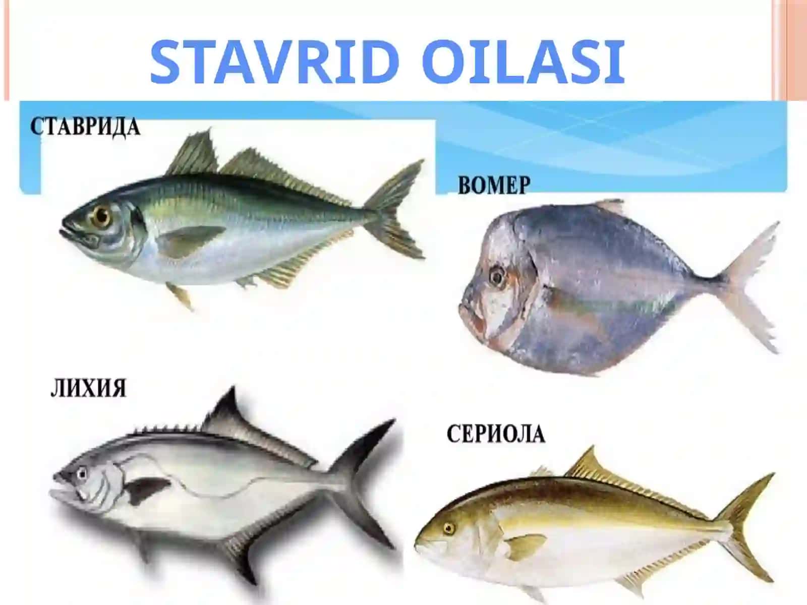 Baliqlar haqida umumiy ma'lumot 3