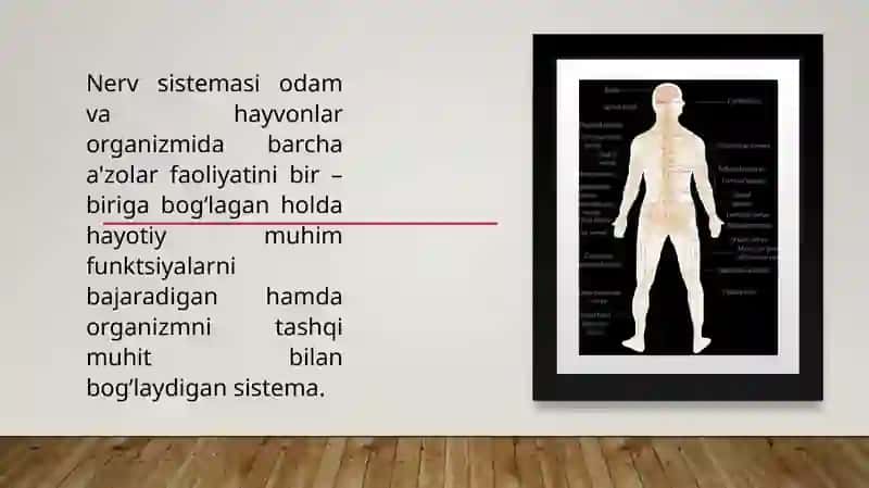 Boshmiyanervlari 3