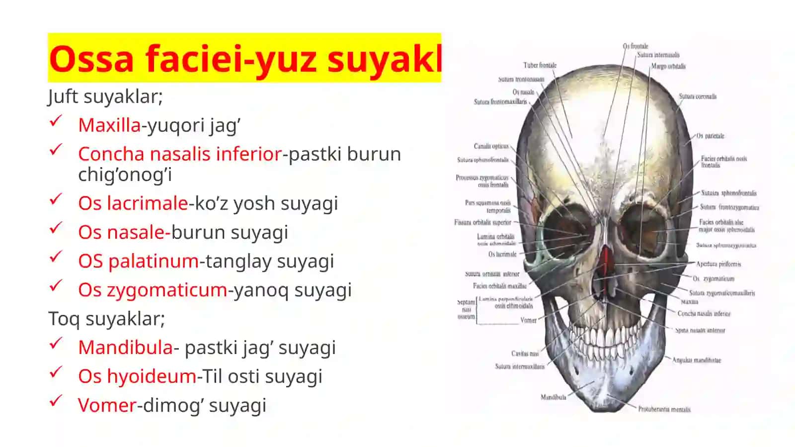 OSTEOLOGIYA 3