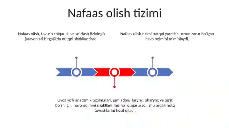 Nutqning anatomik fiziologik tuzilishi 3