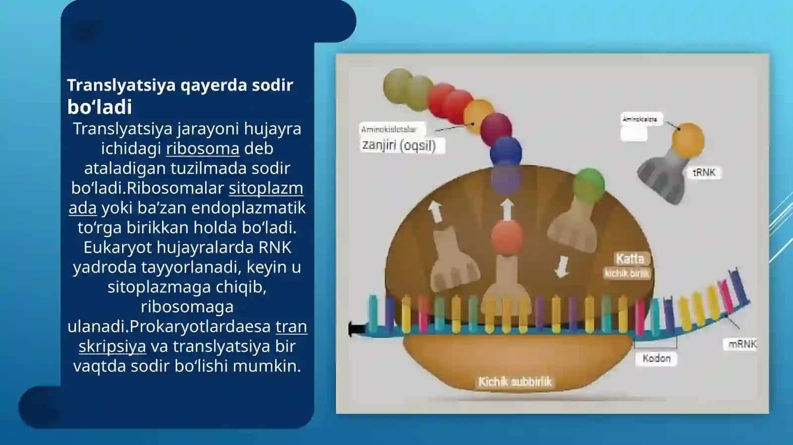 translatsiya va translatsiya jarayoni 3