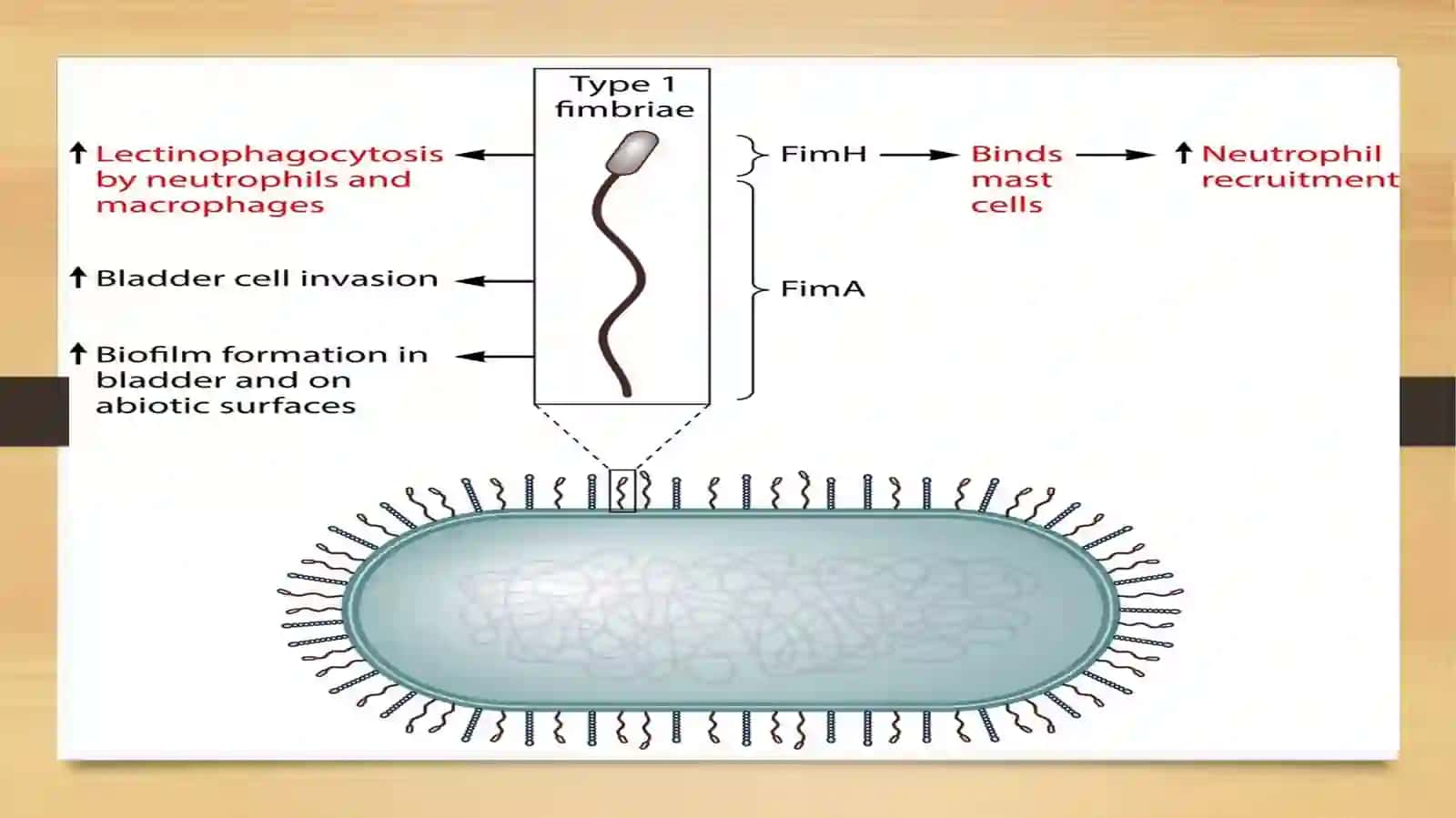 Klebsiella kasallik qo’zg’atuvchisi 3